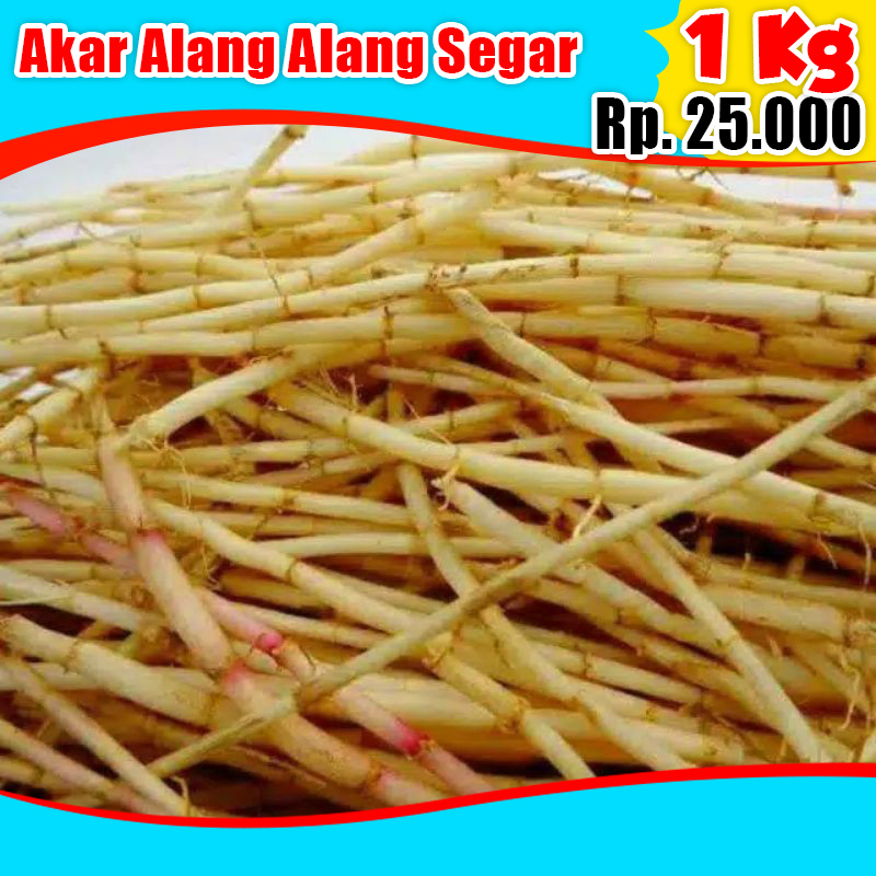 

Akar Alang Alang Segar 1 Kg