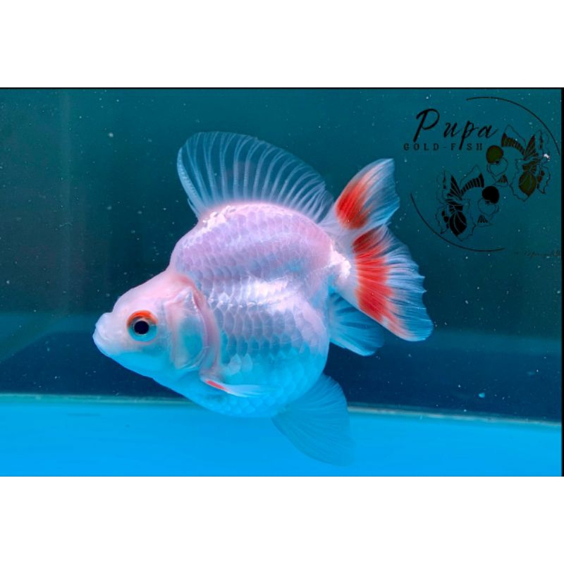 IKAN MAS KOKI RYUKIN RW 12.5 cm