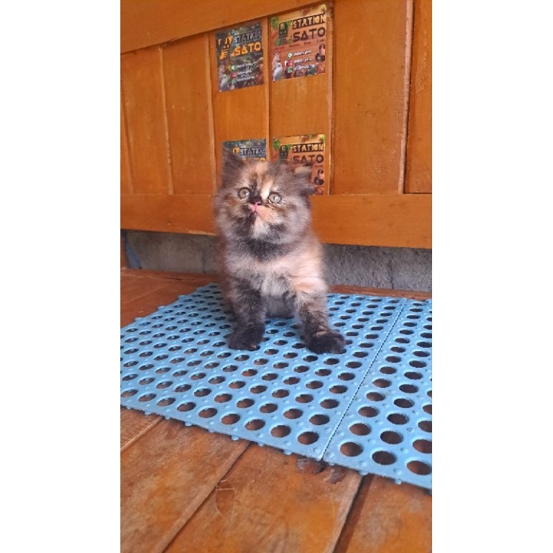 Kitten Persia Medium Tortie