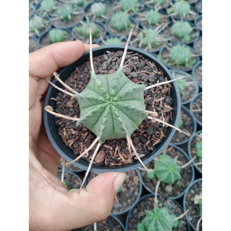 tanaman hias eporbia valida