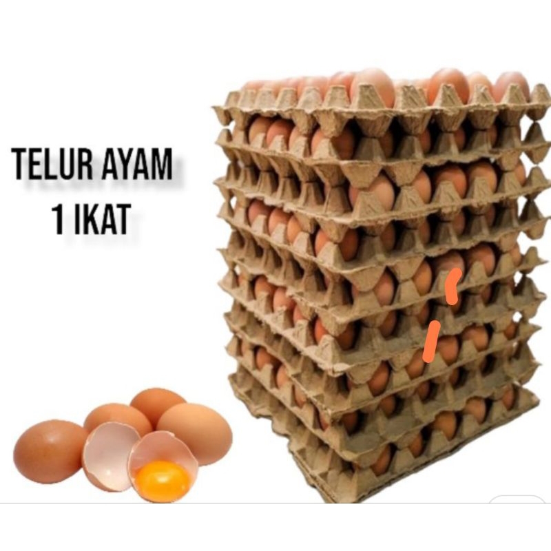 

Telur Ayam Eropa
