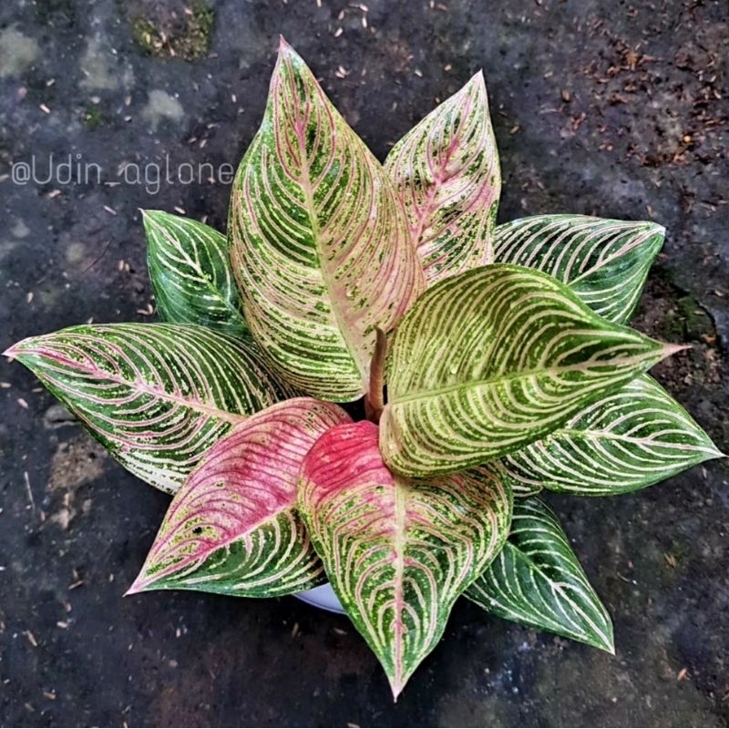 Aglonema Golden Hope Tanian Lokal Tanaman Hias Bunga Aglaonema Murah Merah BUKAN bonggol bibit - tan