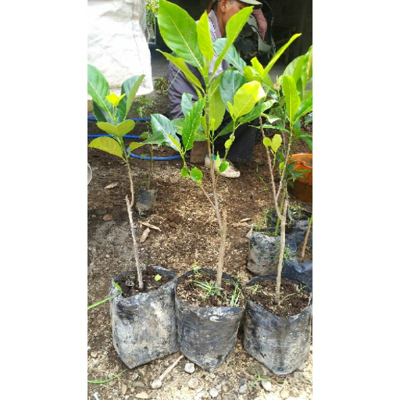 BIBIT NANGKA MADU OKULASI