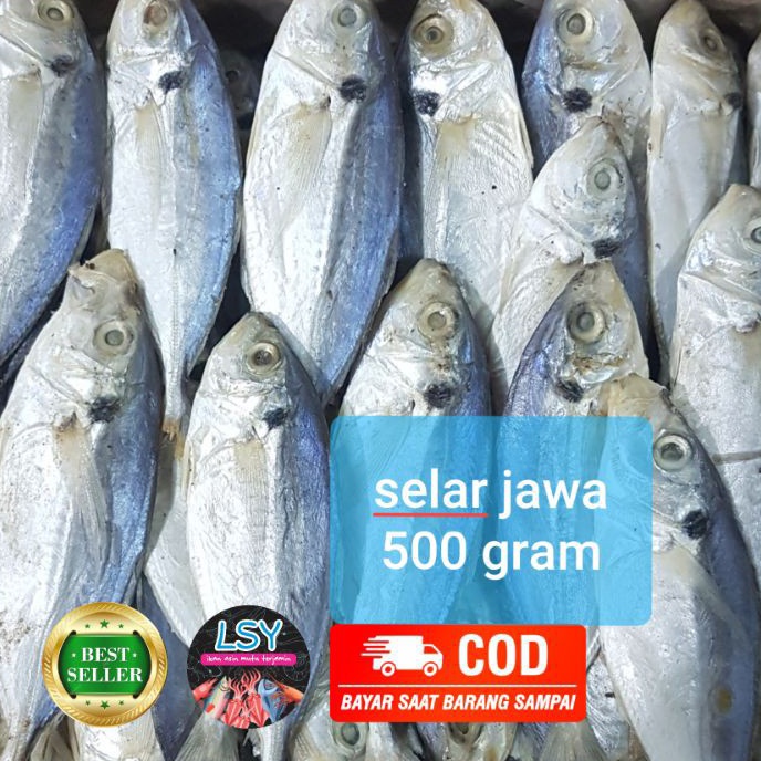 

Terbaru ikan asin selar size jumbo 5gr