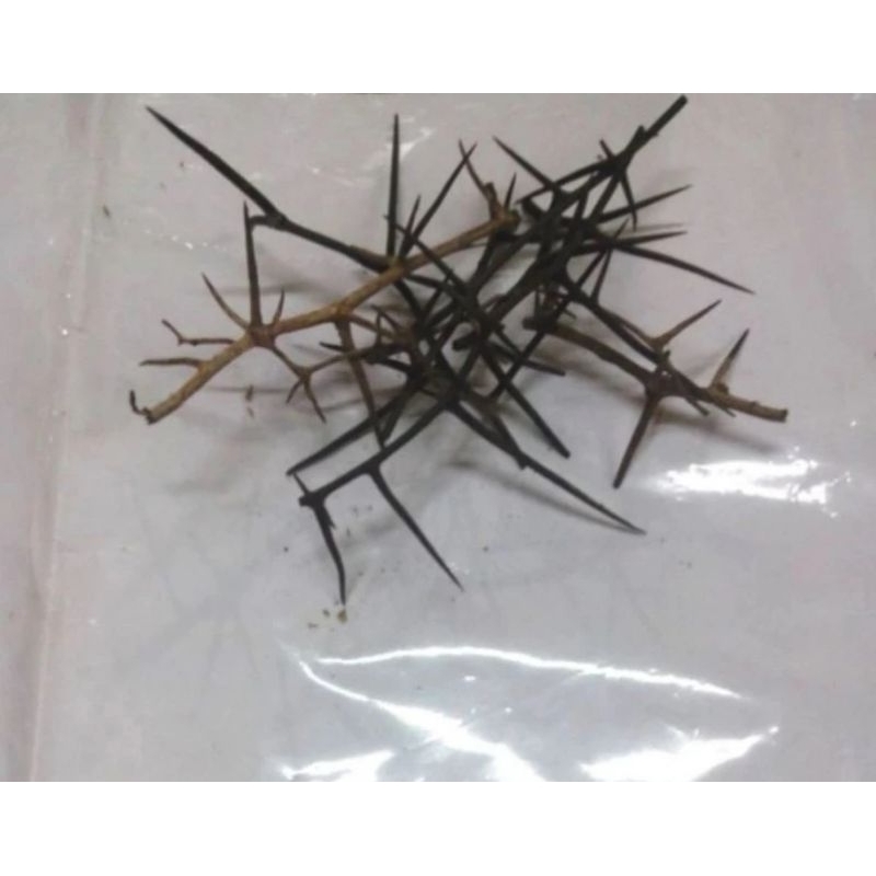 

5 helai akar kemarung