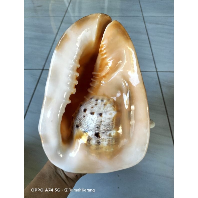 ART G67A CANGKANG KERANG BESAR JUMBO