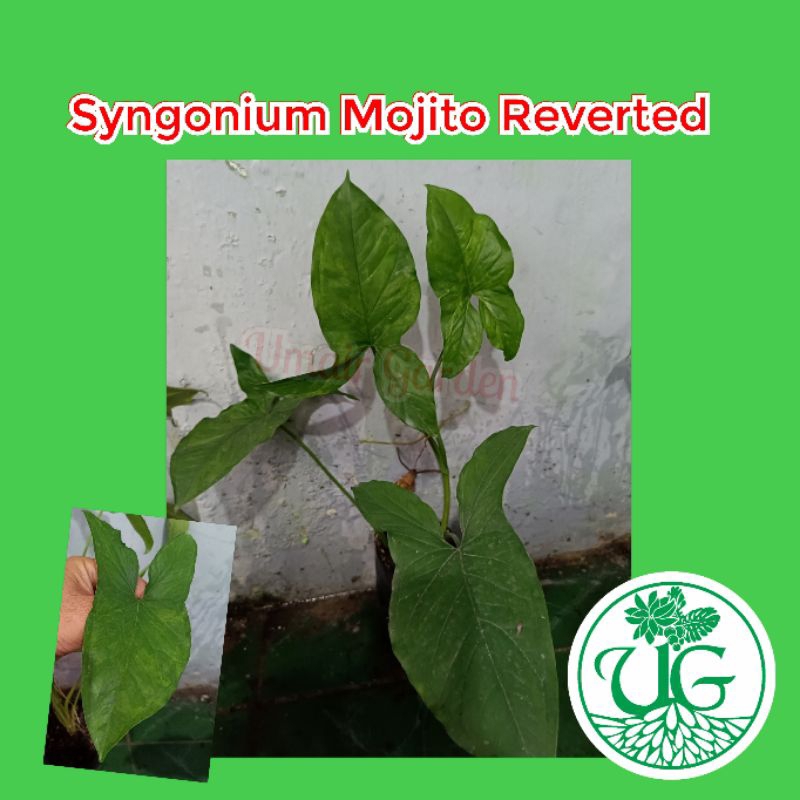 Syngonium Mojito Reverted (Syngonium Podophyllum ' Mojito Reverted ')