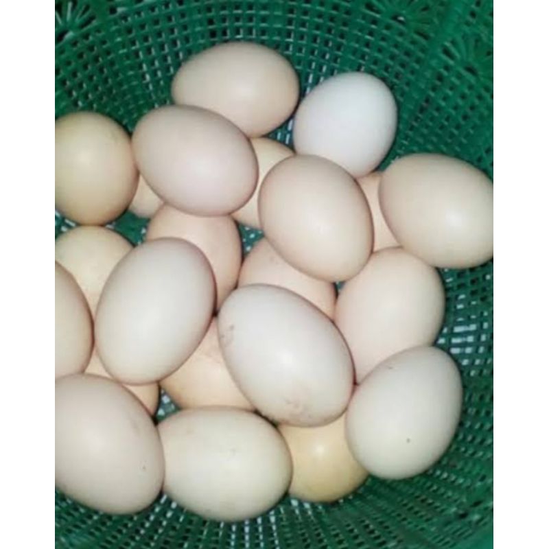 Telur Ayam Kampung,indukan dari ayam KUB,Cocok buat konsumsi maupun cetak DOC anak ayam