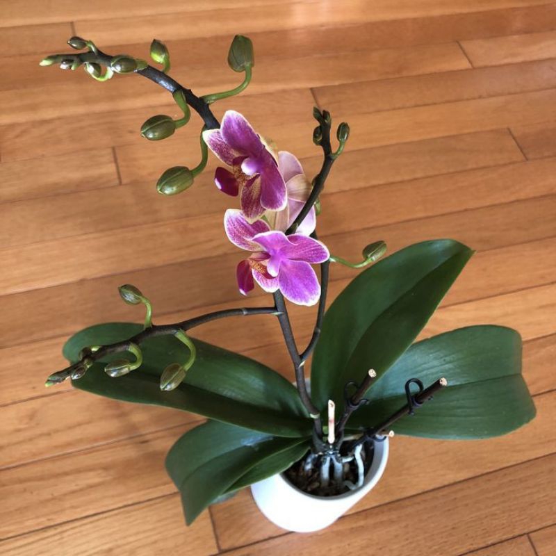 tanaman hias anggrek dendrobium nobile-anggrek nobile dewasa