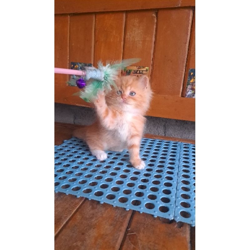 Kitten Persia Medium Oren