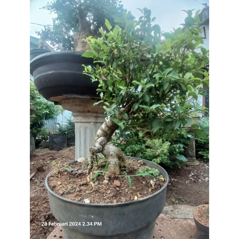 sakura mikro bahan bonsai