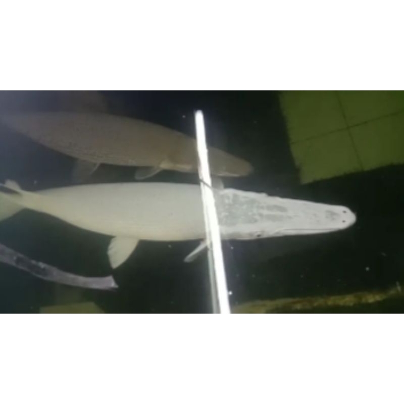

ikan aligator