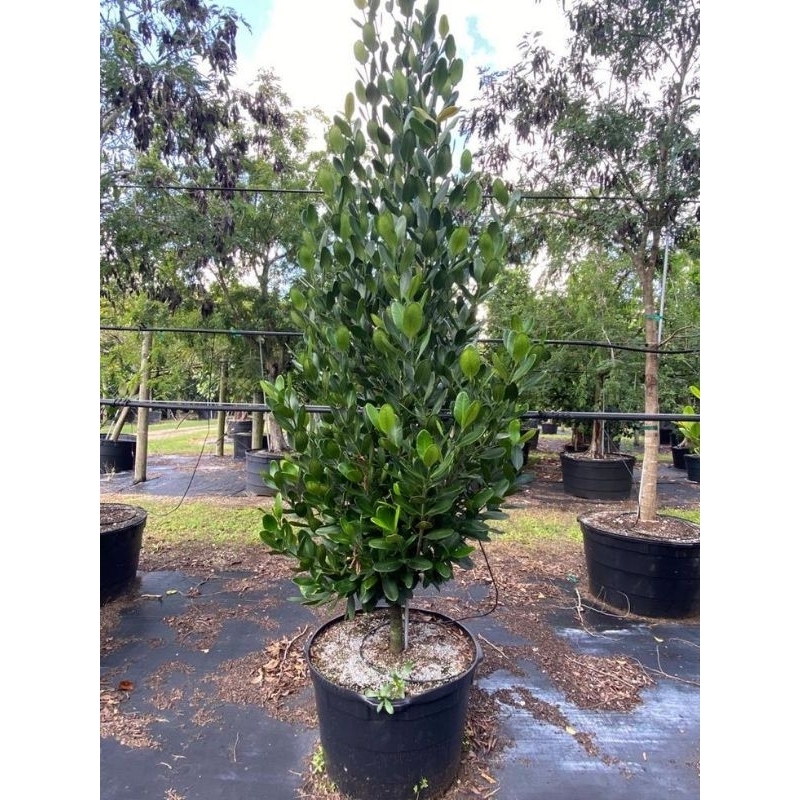 Garcinia Subelliptica Nangka Taiwan Garcinia Subelliptica  Garcinia