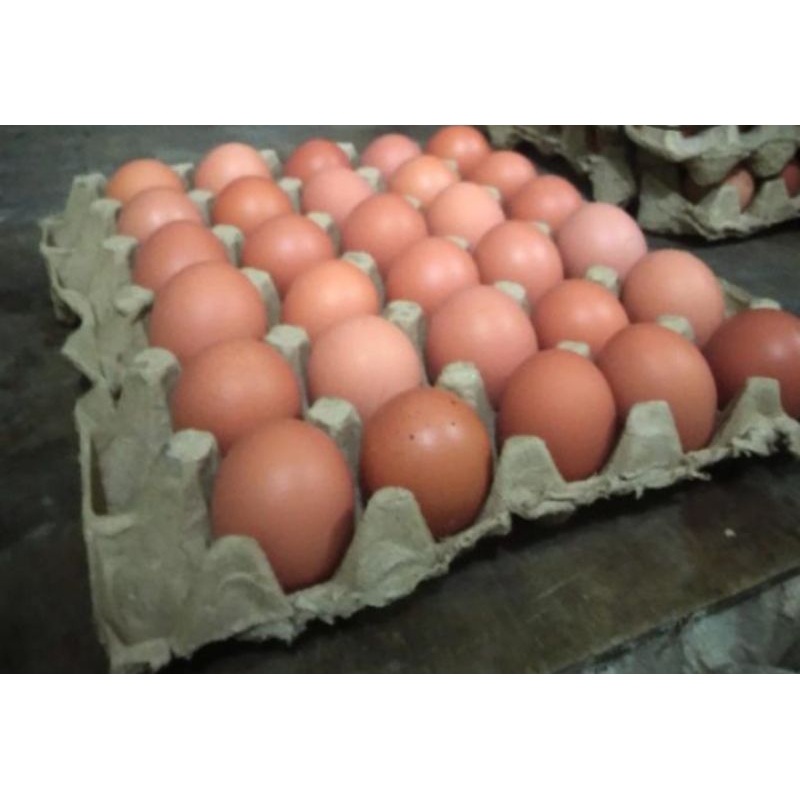 

TELURAYAMFRESHBERKUALITAS1PAPAN/30BUTIRTELUR