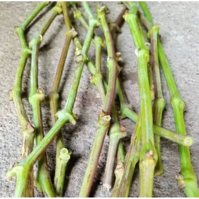 PAKET ENTRES ANGGUR IMPORT 12 VARIAN KUPIDON, DOLGOSDANI DLL