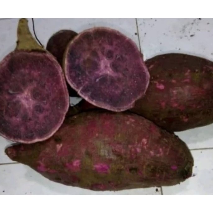 

Ubi Ungu/Ubi Jalar Ungu/ Ubi Boled Ungu Bandorasa