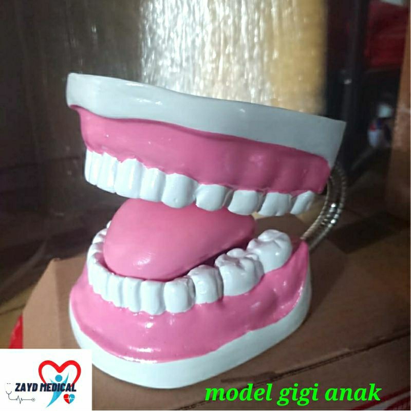 phantom/ manekin gigi anak/ manekin model gigi anak