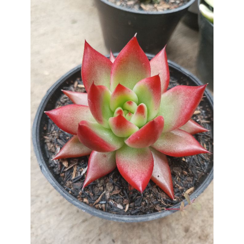 Sekulen Agavoides Freng Rinet