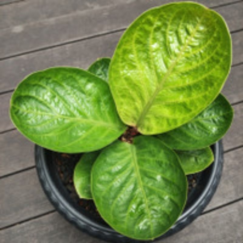 Jemani mangkok curly hybrid/pembesaran dari biji anakan- remaja