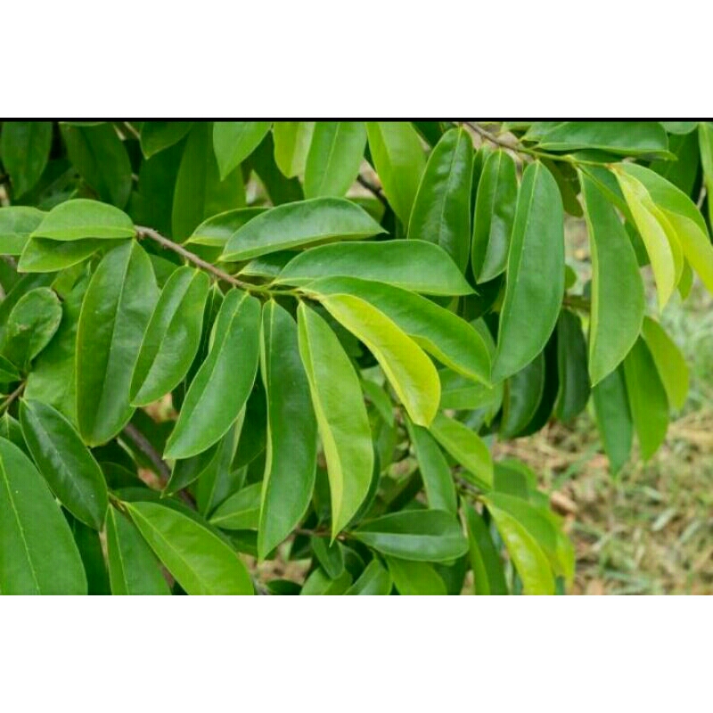 Daun Sirsak Segar - Daun Sirsak Hijau - Daun Sirsak Fresh