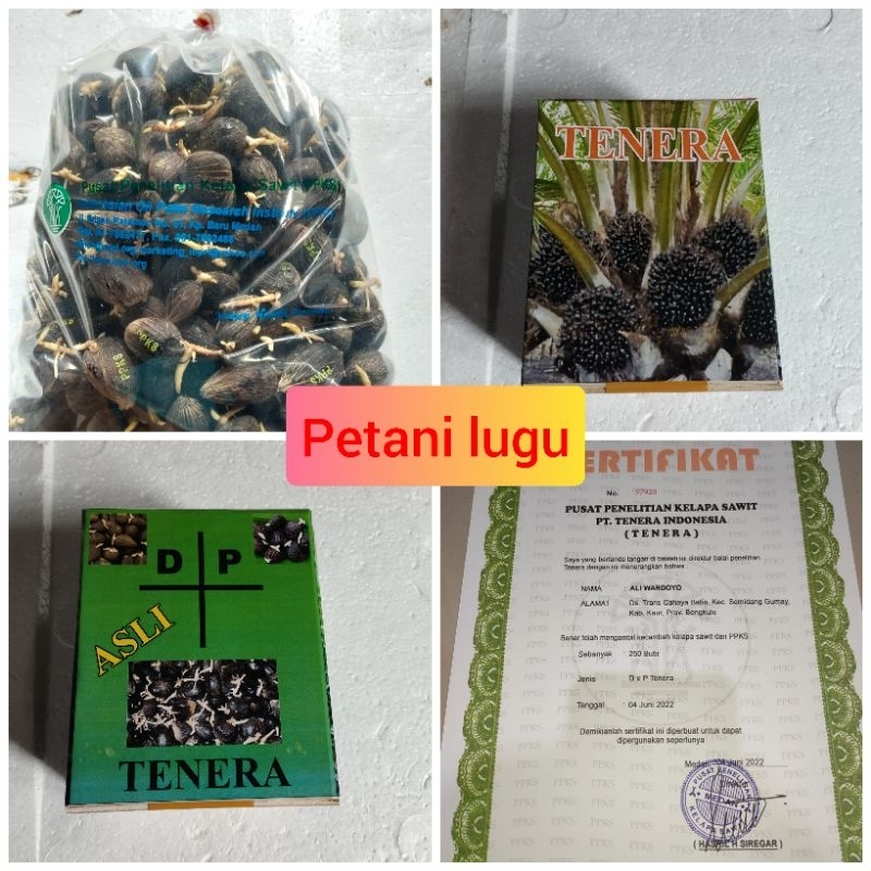 bibit kecambah polong sawit tenera dxp medan