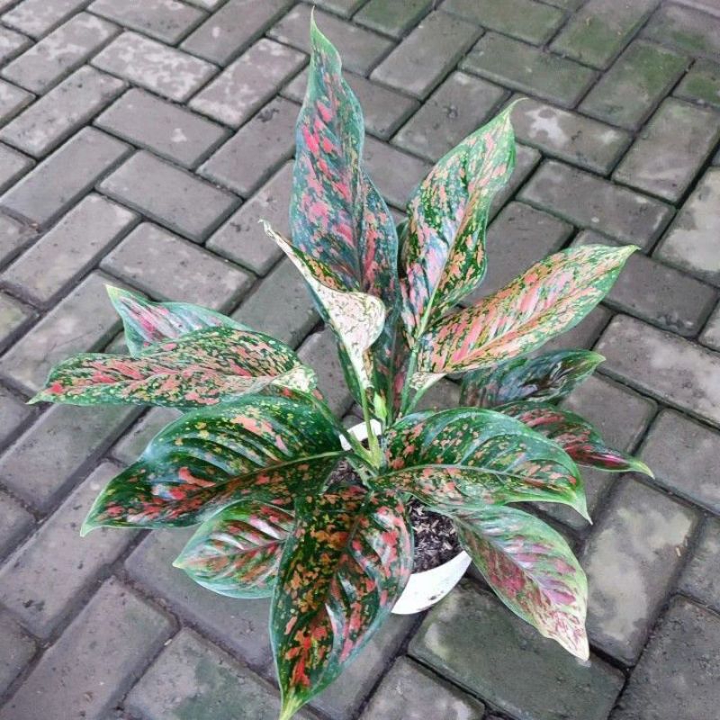 AGLONEMA VENUS-TANAMAN HIAS AGLONEMA MURAH (Tanaman hias hidup indoor murah besar dan rimbun--bunga 