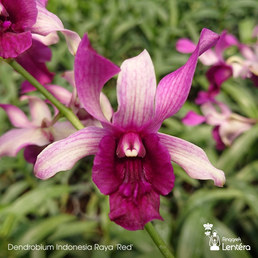 Dendrobium Indonesia Raya 'Red' Anggrek Dendro Semi Keriting Merah Putih Inaraya - Dewasa & Spike/kn