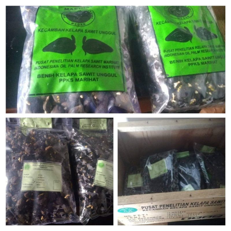 2kantong kecambah sawit DXP MARIHAT bersertifikat