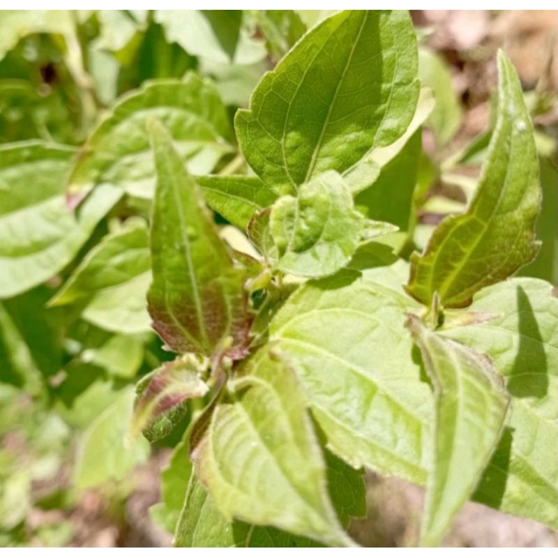 

DAUN KIRINYUH KOPASANDA SEGAR 400 GRAM
