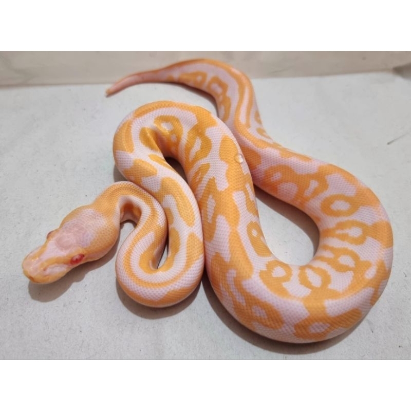 Action Figure Ball Python Albino Black Pastel Leopard