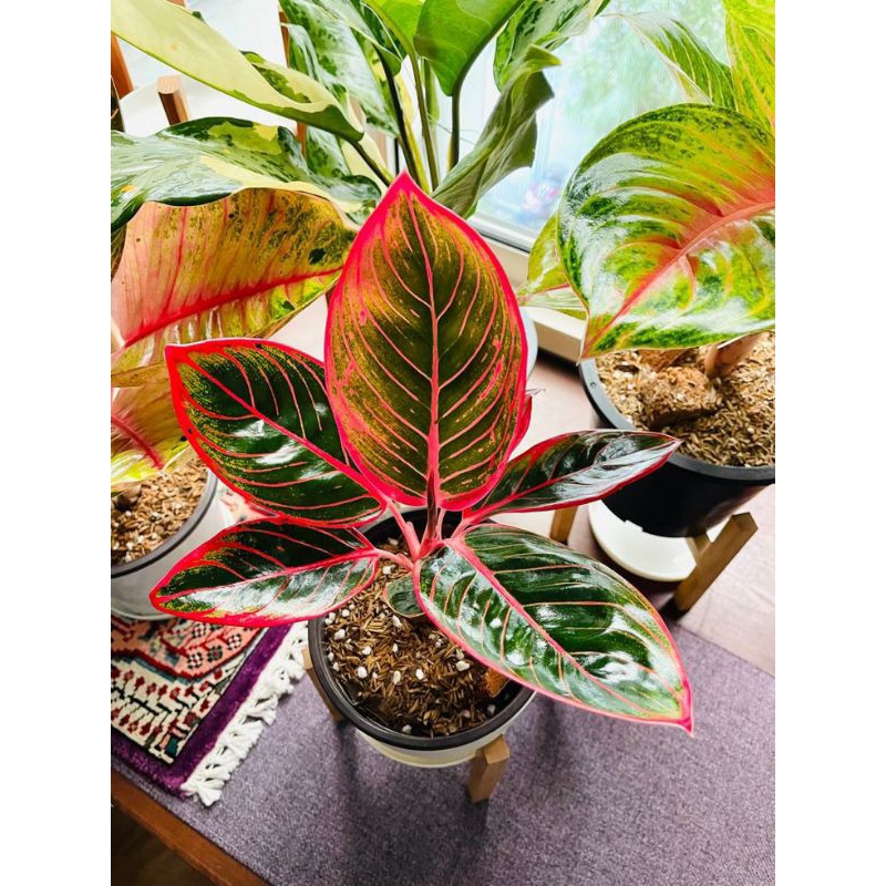 Tanaman hias aglonema merah aglaonema-bunga aglonema red lipstik Tanaman Hidup-Bunga Hidup Murah-kem