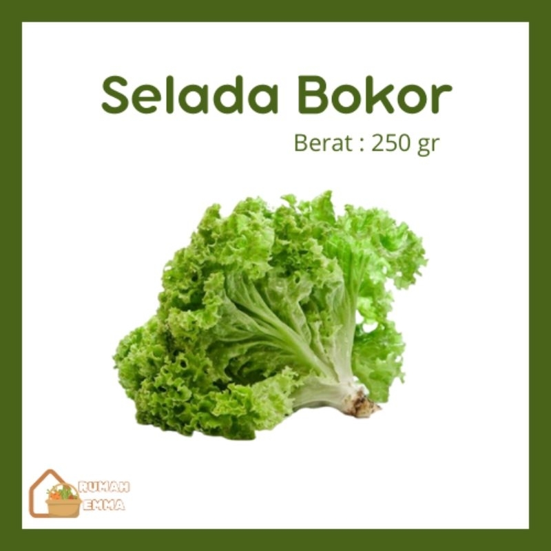 

Sayuran Fresh Selada Bokor dikirim instant