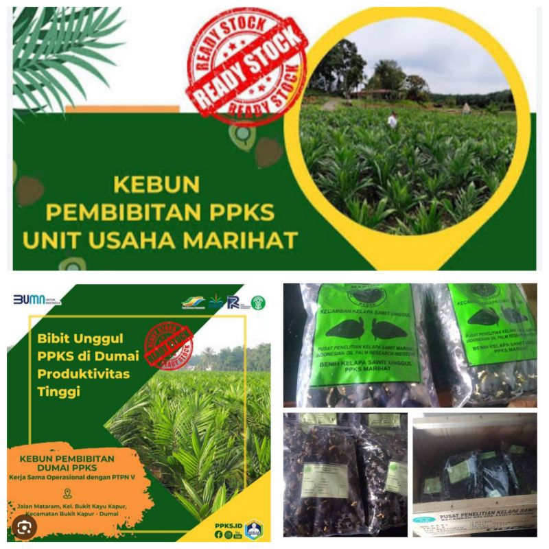 bibit benih kecambah sawit DXP MARIHAT unggul