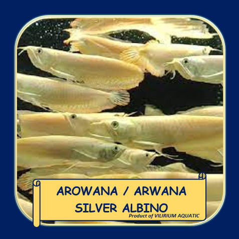 IKAN HIAS AIR TAWAR - ARWANA SILVER ALBINO / AROWANA SILVER ALBINO