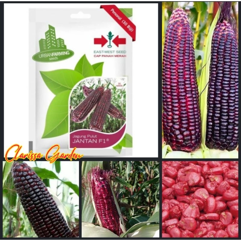 BENIH PANAH MERAH JAGUNG JANTAN/JAGUNG KETAN UNGU F1 KEMASAN PABRIK