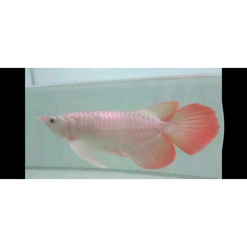 ikan arwana super red size 20-25cm berkualitas