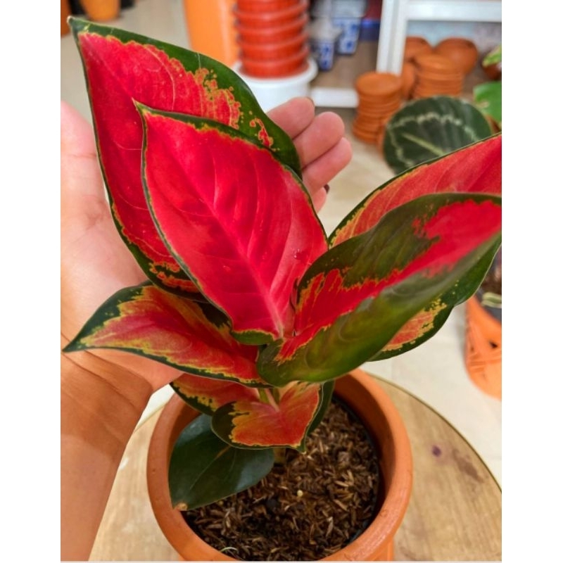 ( BISA COD ) Aglonema Suksom Jaipong Merah Mutasi Tanaman Hias Aglonema Aglaonema Suksom Jaipong Mer