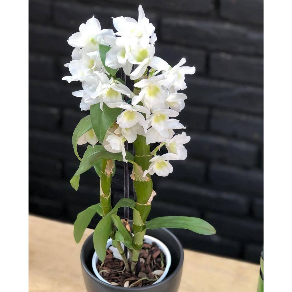 DendroBium Nobile White