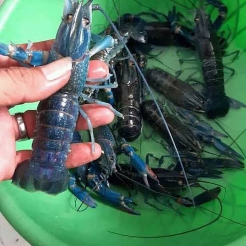 Indukan Lobster air tawar