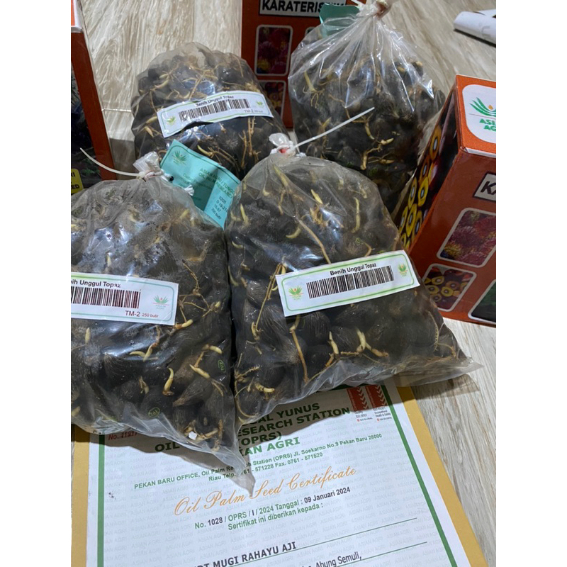 BIBIT SAWIT TOPAZ DXP 250 BUTIR KUALITAS UNGGUL