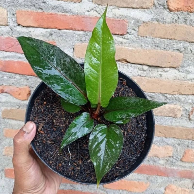 HOKERI HITAM SUPER CANTIK