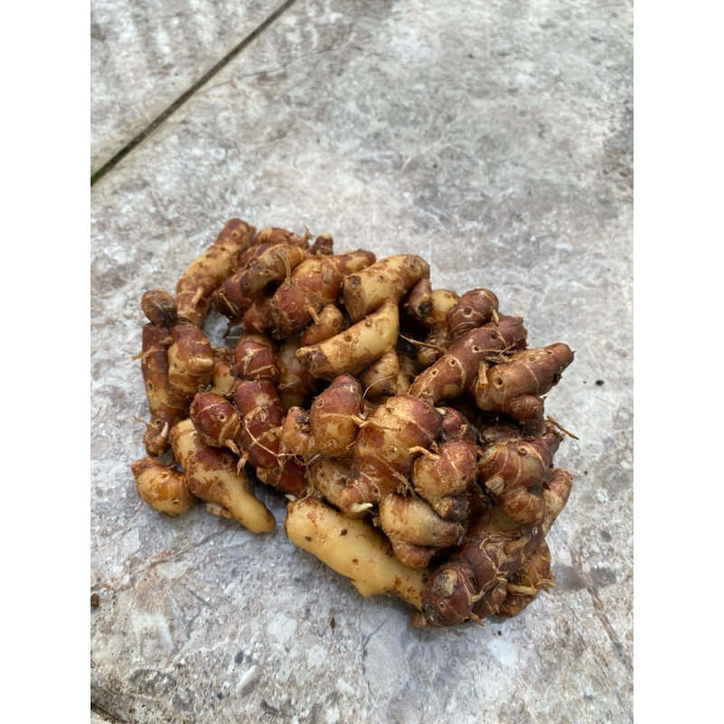 

KENCUR SEGAR 1 KG - KENCUR JAWA