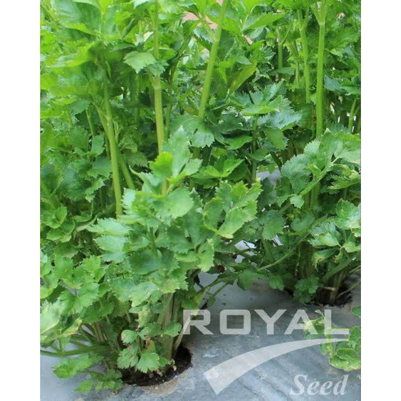 300 Biji Seledri Bravo | Benih Seledri Bravo | Bibit Seledri