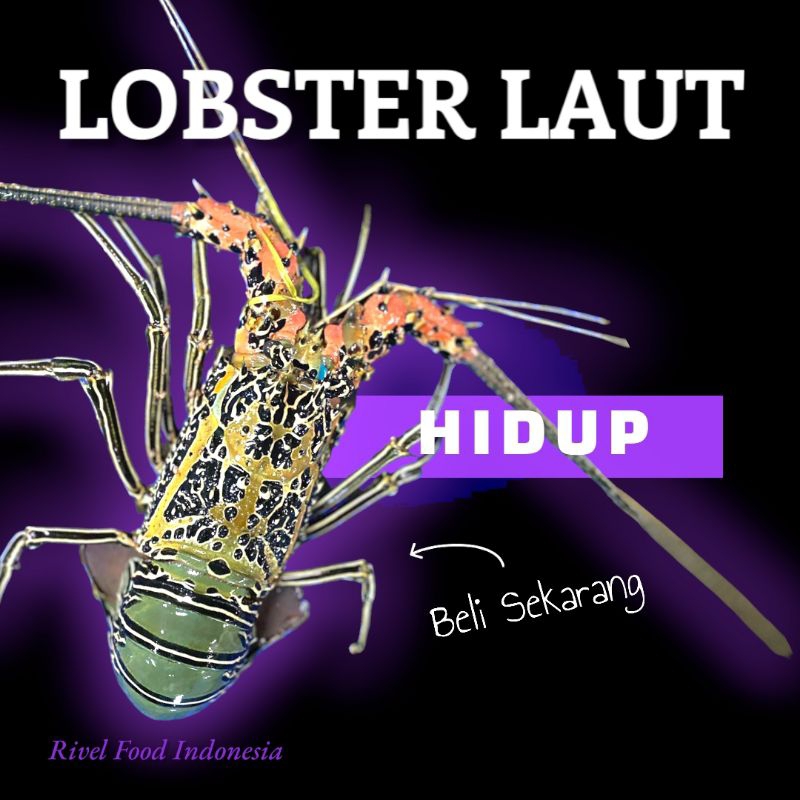 Lobster Laut Hidup Besar Size 1000Gram Up (1kg isi 1 Ekor)