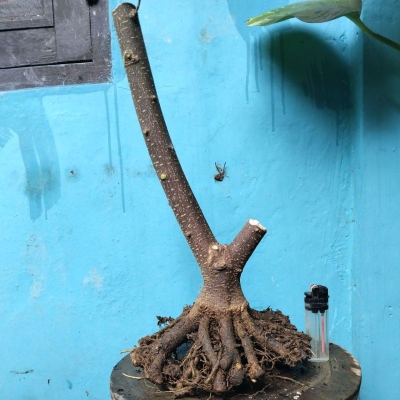Bahan Bonsai Anting Putri, Akar Programan Gerak Formal