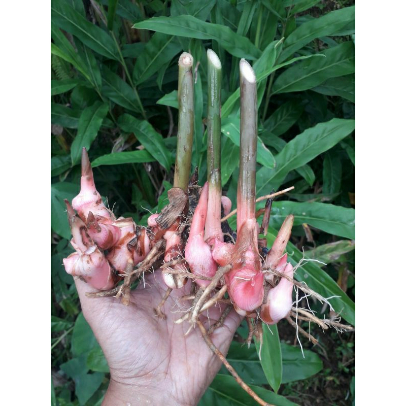 

Lengkuas Merah Segar Asli langsung dipetik dari pohonnya