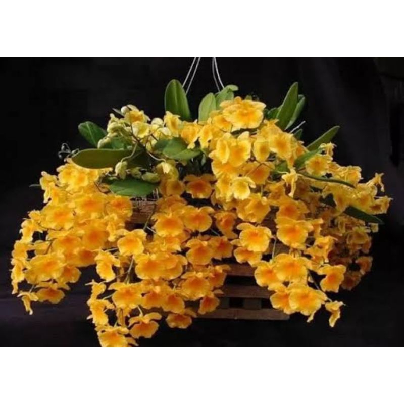Dewasa Agregatum cantik / Telur Ceplok