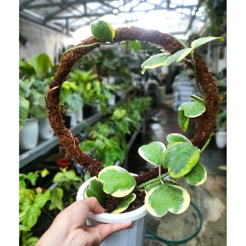 Hoya Kerrii Variegata / Hoya Kerrii