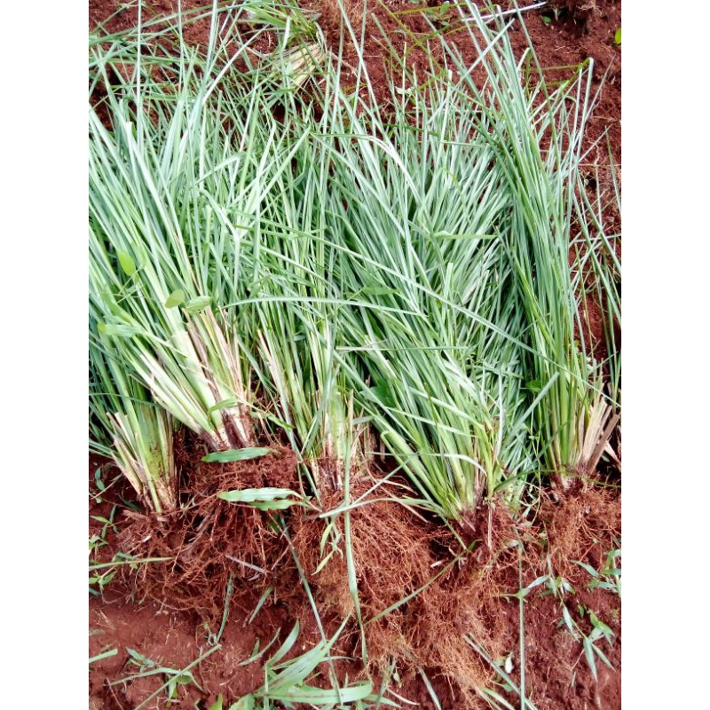 BIBIT RUMPUT AKAR WANGI VERTIVER