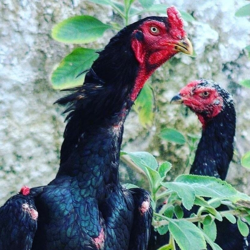

telur vertil ayam shamo japan original